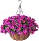 Artificial Hanging Flower Basket – Faux Silk Petunias & Morning Glories with Coconut Lining (Lotus & Fuchsia)